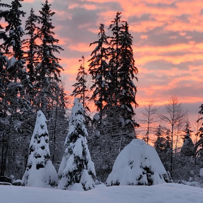 Snow covered yard during winter in Juneau, Alaska 🌨️