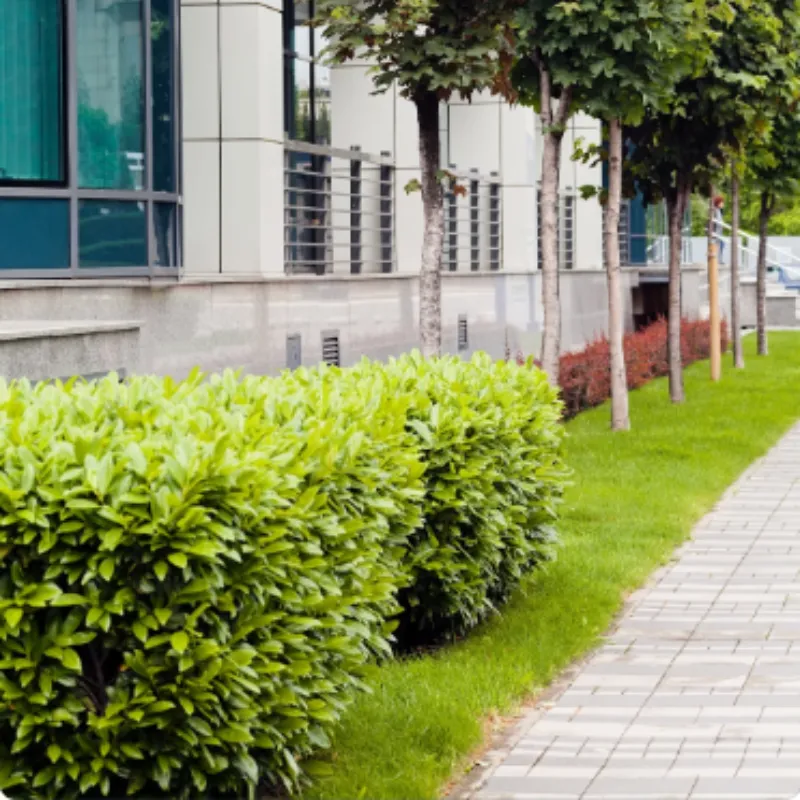 A commercial property with grounds cleared of pet waste