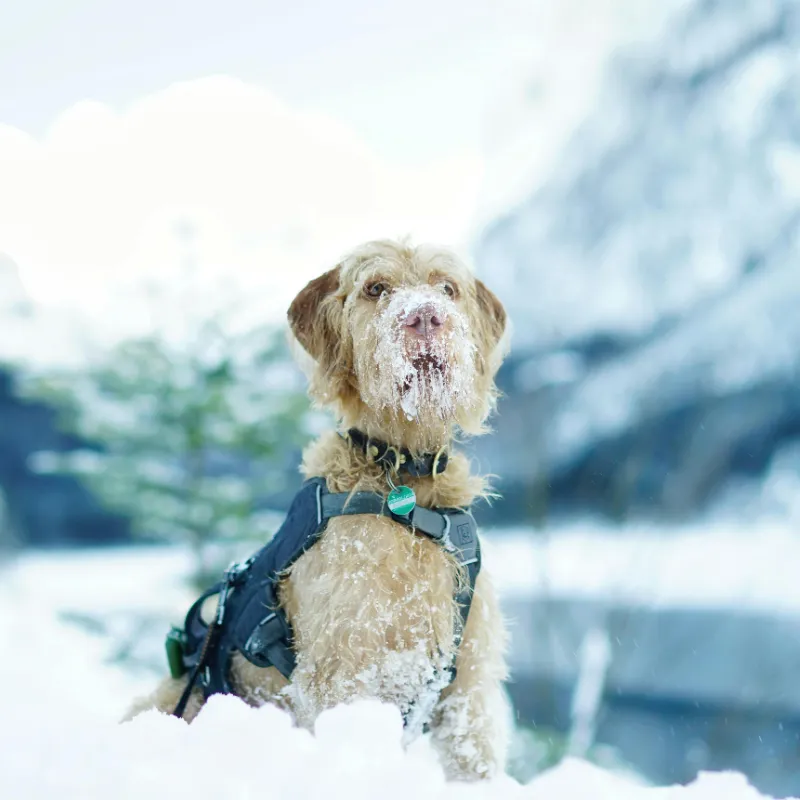 Dog playing in a snowy backyard