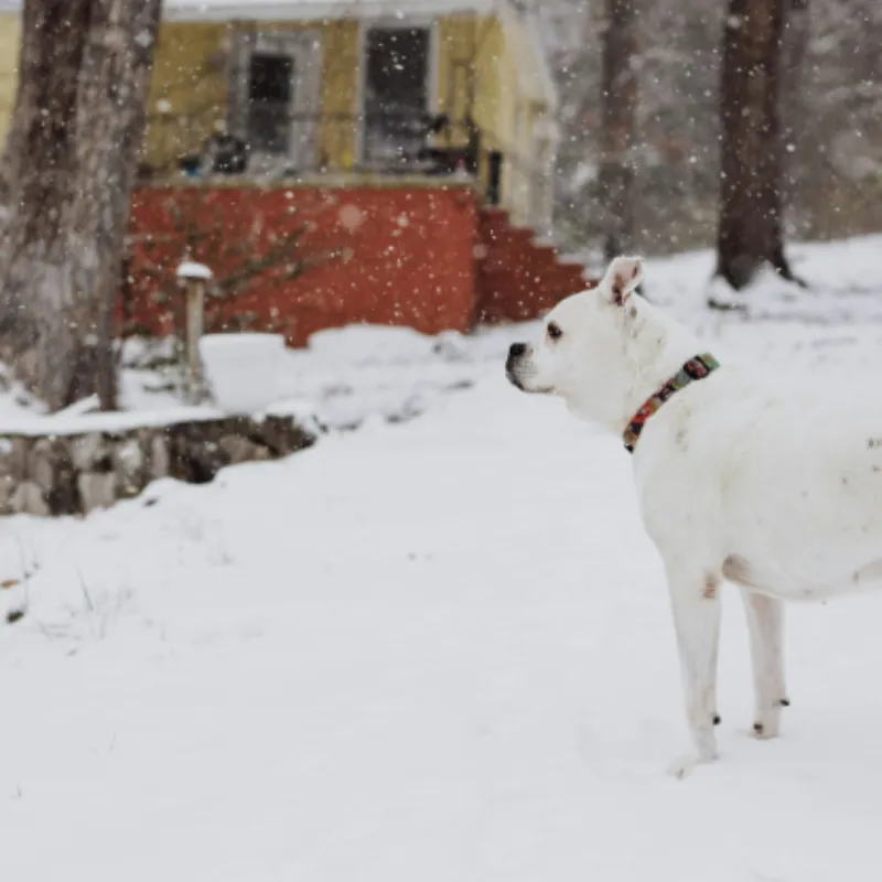Winter yard service in snowy conditions