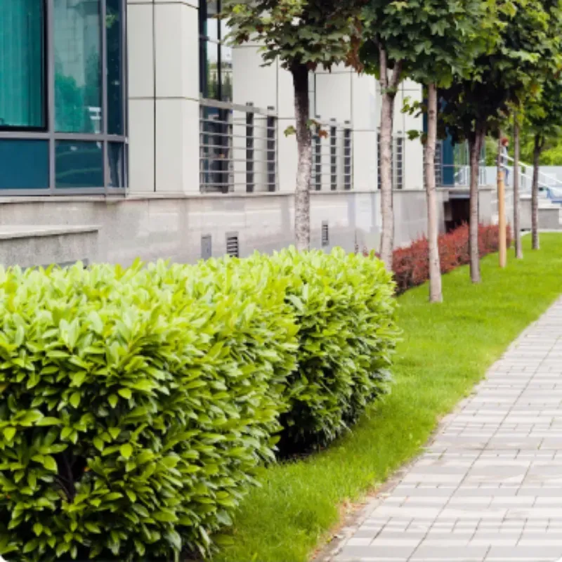 Corporate building grounds after professional pet waste removal service